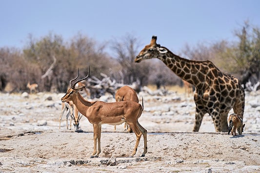 Impala and Giraffe near a waterhole in Etosha.