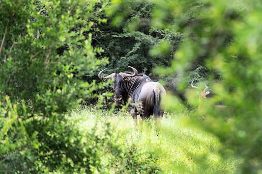 Blue wildebeest in a thicket in Hlhulhuwe-iMfolozi.