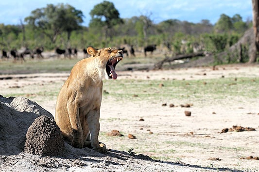 Lioness yawning near a waterhole in Hwange.