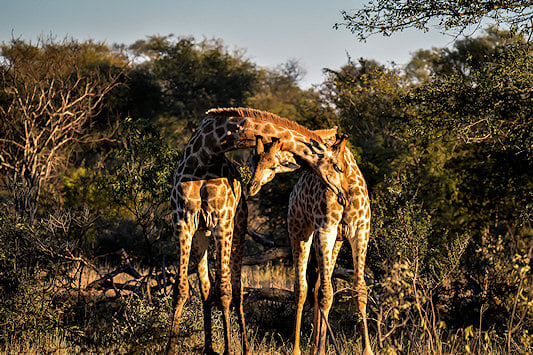 A couple of giraffe in the bush.