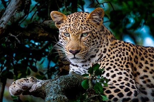 A leopard lying in a tree.