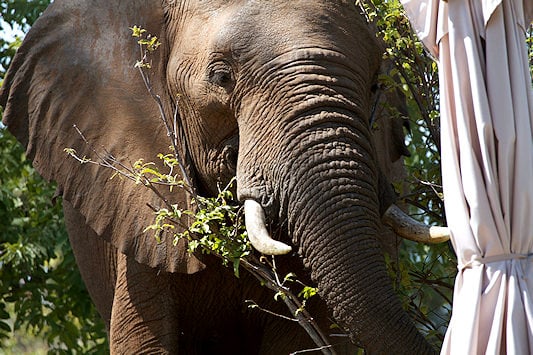 Elephant in Camp in Lower Zambezi National Park.