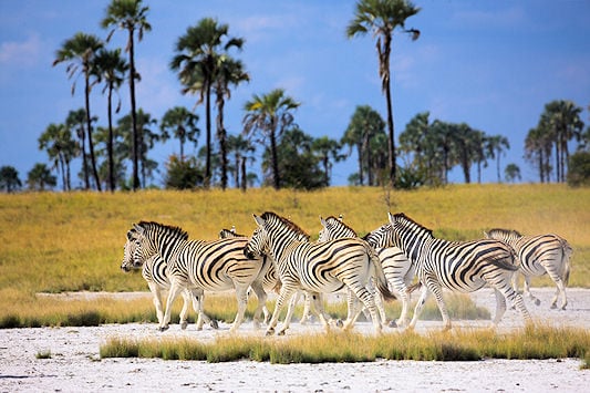 A herd of Zebra in front of towering palms on the great expanse of Makgadikgadi.