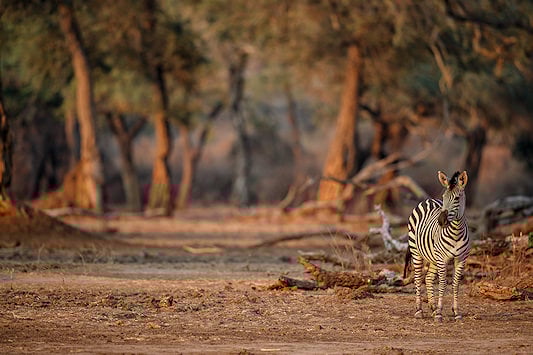 Zebra against a backdrop of large trees in Mana Pools National Park.