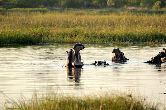Hippo wallowing in a lagoon in Moremi.