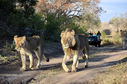 A game drive vehicle follows two lion in the Sabi Sand Private Reserve.