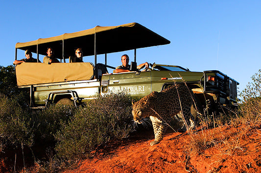 Game drive vehicle near a leopard in Shamwari Private Reserve.