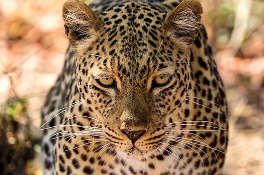 Leopard spotted in South Luangwa National Park.