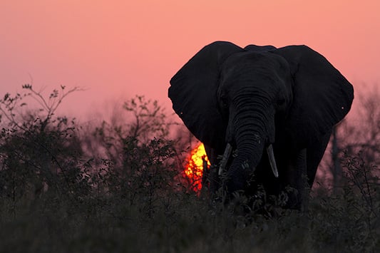 Elephant silhouette at sunset.
