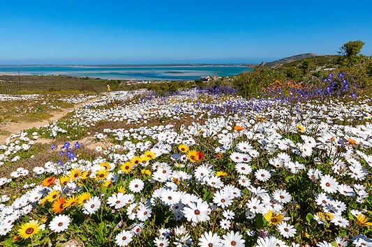Spring Flowers in bloom on South Africa's West Coast.