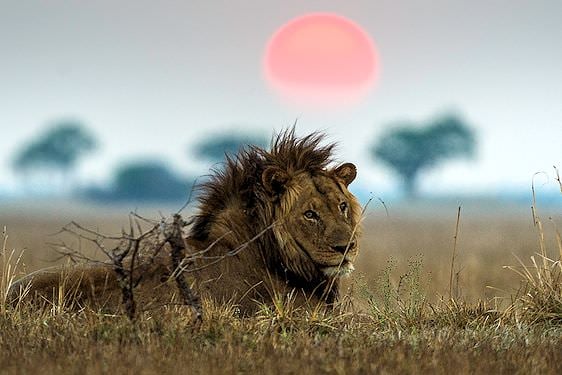 Male lion photographed in Kafue.