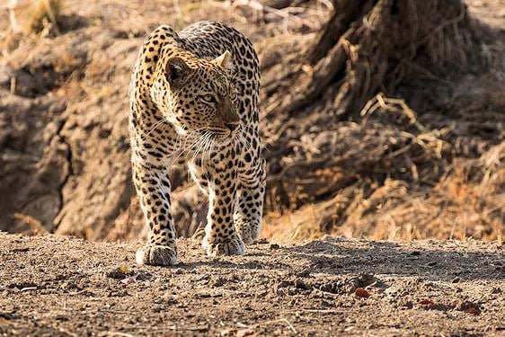 Leopard on the prowl.