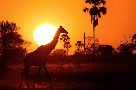Giraffe is seen at sunset in Hwange.