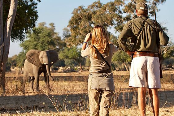 People observe an elephant on a walking safari.