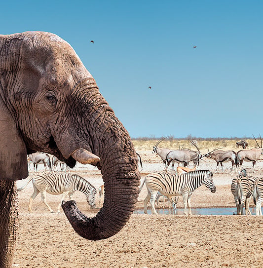 Zebras, gemsbok, and springbok gathered around a waterhole in Etosha National Park, Namibia.