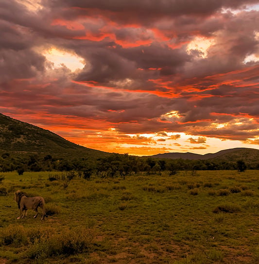 Male lion at sunset in Pilanesberg National Park, South Africa.
