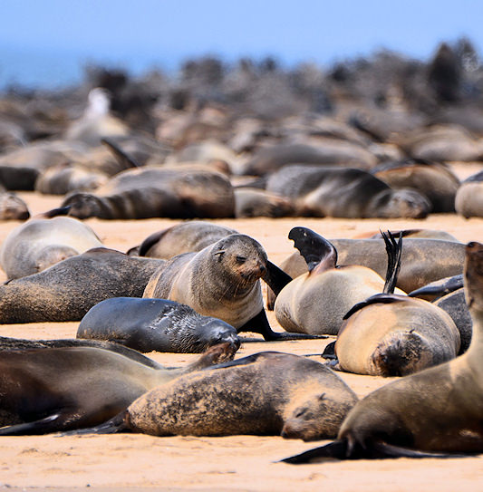 Cape fur seals sunbathing on a sandy beach along the Skeleton Coast of Namibia.