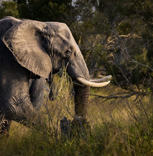 An elephant feeding on grass in the Kruger National Park, South Africa.