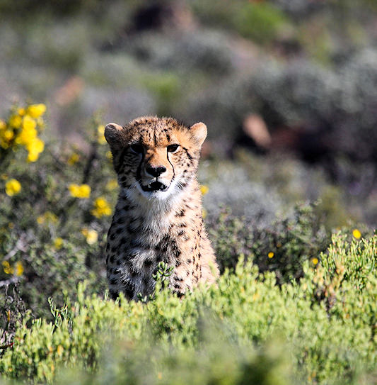 A close-up of a cheetah at Sanbona Wildlife Reserve in the Western Cape.