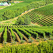 Curving rows of grapevines covering countryside vineyard hills.