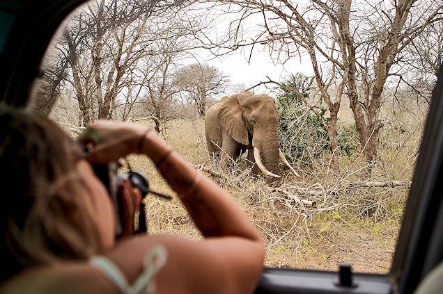 A traveler photographing a bull elephant through a safari vehicle window in bushveld.