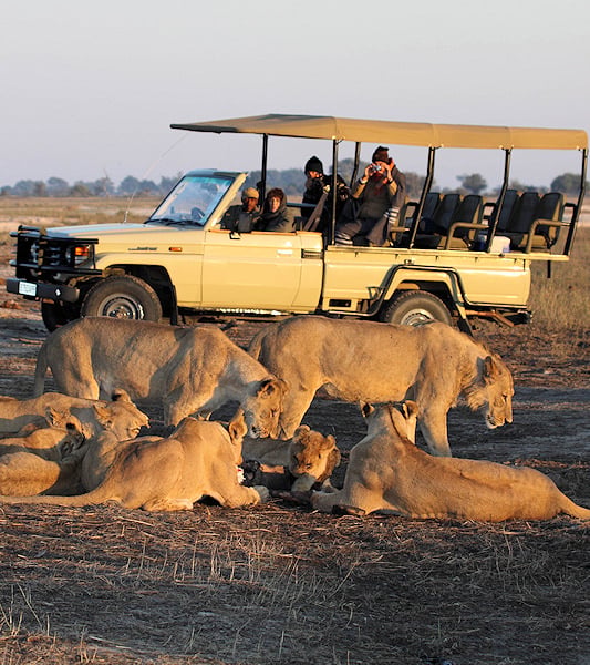 Travelers in an open safari vehicle observing a pride of lions, Chobe National Park, Botswana.