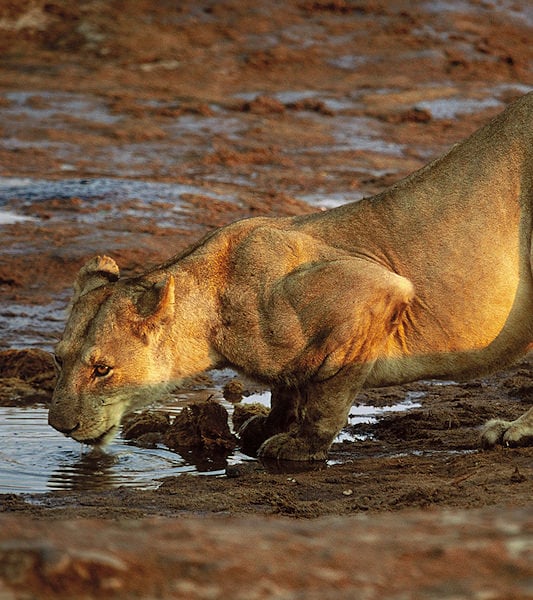 Lioness crouched down drinking water from a waterhole in Botswana