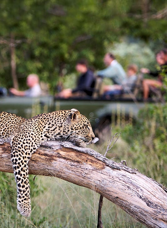 Guests in a safari vehicle observe a leopard resting on a tree branch.