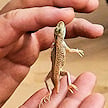 Guide holding a shovel-snouted lizard during a desert excursion near Swakopmund, Namibia.