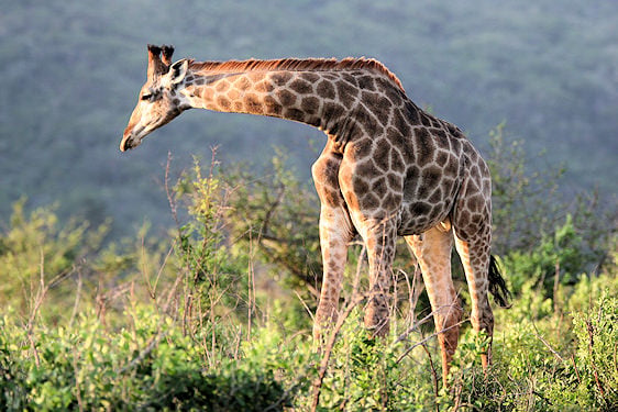 Giraffe in a safari area