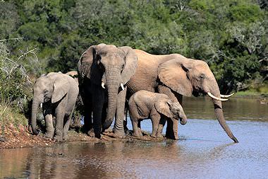 Elephant, seen at a waterhole in Addo.