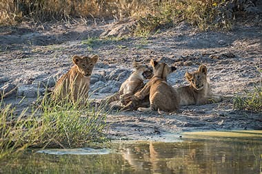 Lion cubs playing in a conservation area in Botswana.