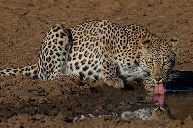 Leopard drinking water.