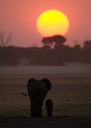 africa safari co tours