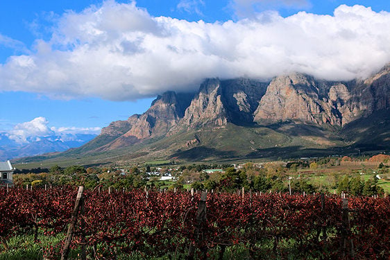 Rows of red autumn grapevines in front of a rugged mountain range covered in low clouds in Franschhoek, South Africa.