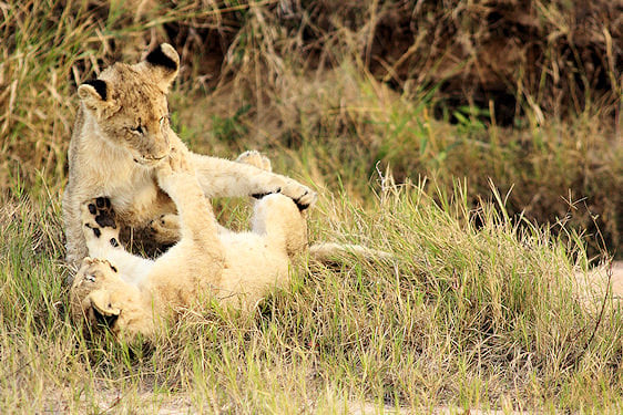 Two lion cubs wrestling in the grass, Kruger National Park, South Africa.