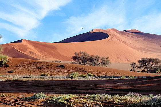 Morning light on red sand dunes and sparse desert vegetation at Sossusvlei, Namibia.