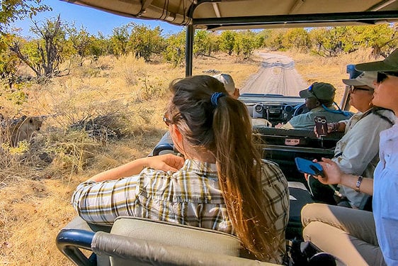 Open safari vehicle with tourists observing a resting lion in the bush, Okavango Delta, Botswana.