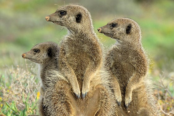 Group of three meerkats standing alert on a dirt mound, Addo Elephant National Park, South Africa.