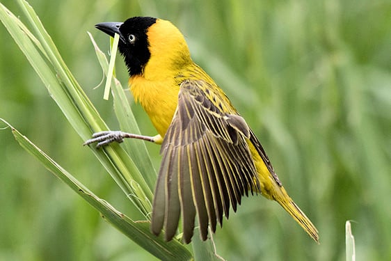 Male Lesser Masked Weaver bird holding grass nesting material on a reed, Kruger National Park.