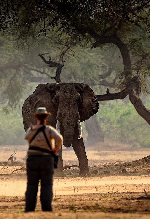 Encountering an elephant at Mana Pools.