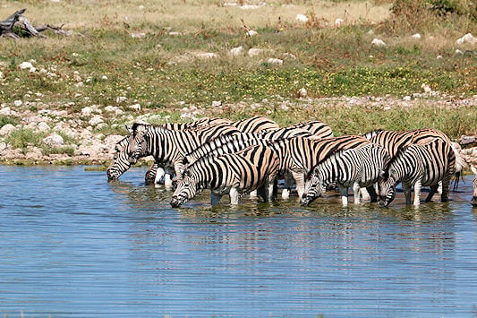 Herd of zebras lined up drinking at a waterhole, Etosha National Park, Namibia.