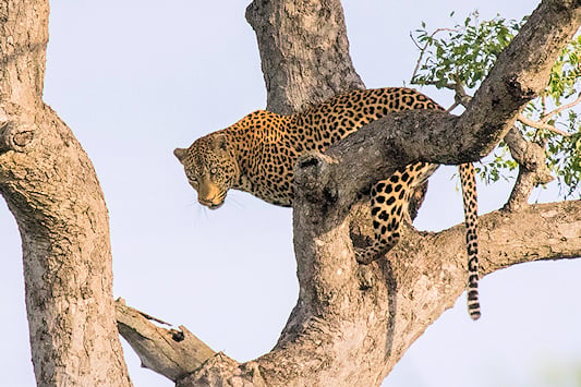Leopard perched in the branches of a marula tree, Kruger National Park, South Africa.