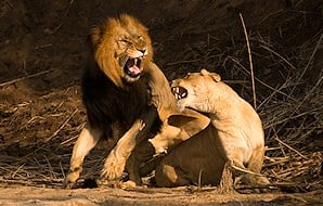 Lion and lioness fighting in Kruger.