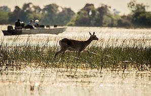 Wildlife viewing in the Okavango.