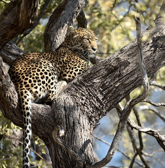 A leopard resting on a tree branch in Chobe national Park, Botswana.