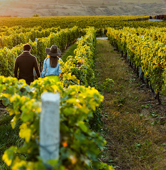 A couple on a romantic sunset walk through lush green vineyards.