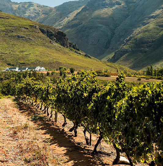 A Cape Dutch-style manor house surrounded by vineyards and mountains in Stellenbosch, South Africa.