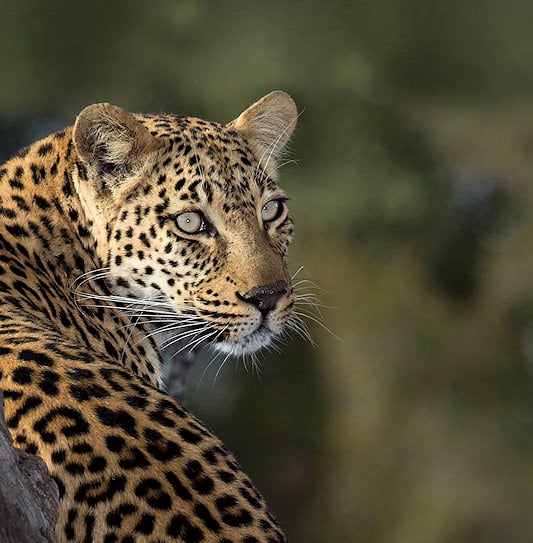 An extreme close-up of the striking face of a leopard in Kruger National Park, South Africa.