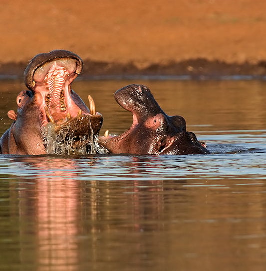 Two hippopotamuses in a river with one opening its mouth wide to display its teeth, Kruger National Park.